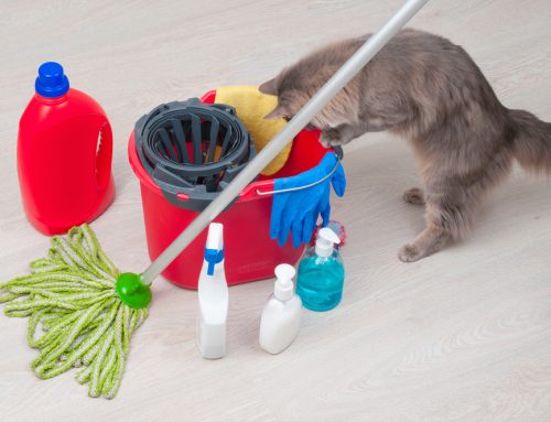 Household Products That Can Harm Your Pet