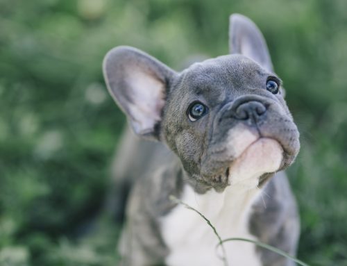 How to Care for Your French Bulldog