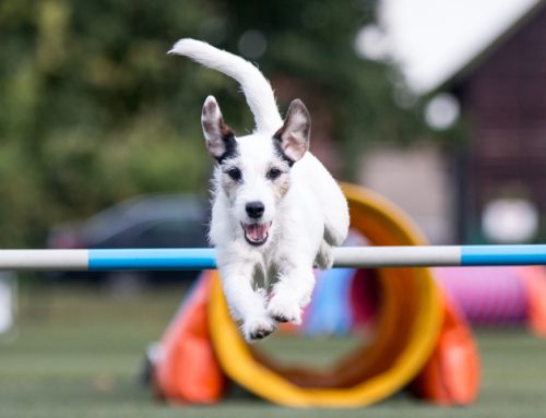 Unleashing the Fun: Competitive Sports for Your Canine Companion