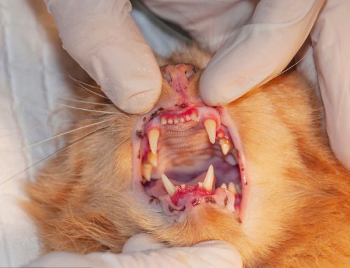 Understanding Feline Resorptive Lesions