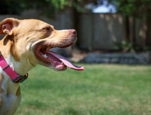 The Many Reasons—Good and Bad—Why Dogs Pant