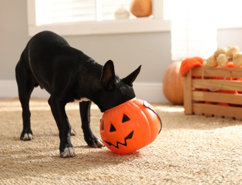 A Safe Halloween for Your Pet: How to Avoid Scary Situations