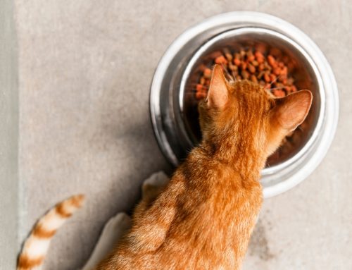 Dispelling Common Pet Nutrition Myths: Expert Guidance from Oliver Animal Hospital