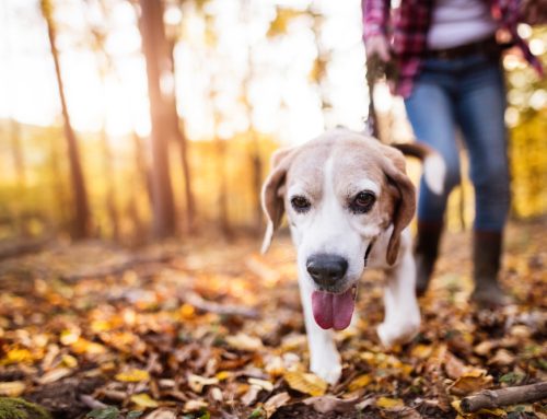 Unraveling the Mystery: Why Your Senior Pet Is Slowing Down and How to Help