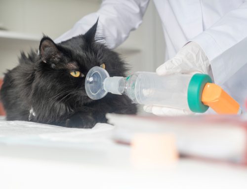 Breathe Easy With Your Kitty! Understanding and Treating Feline Asthma Together