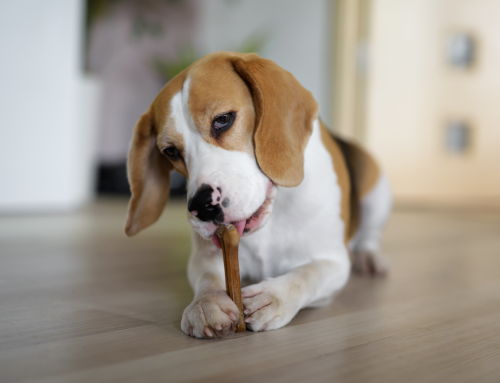 The Best Dental Toys and Chews for Your Pets