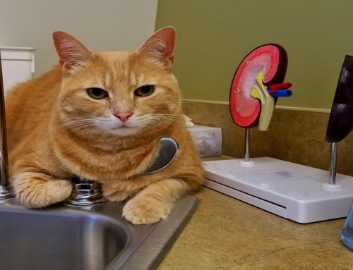 Understanding Feline Kidney Disease: Expert Insights from Oliver Animal Hospital