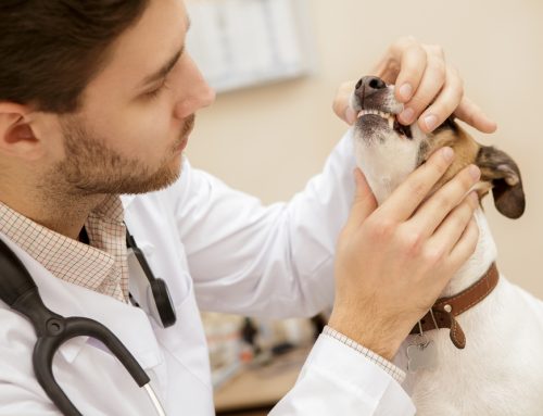 Understanding the True Cost: The Risks of Non-Anesthetic Dental Procedures for Pets