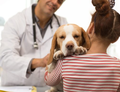 Protect Your Pet’s Future: Essential Preventive Care for Austin Pets