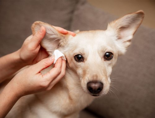 Stop the Scratch: Managing Ongoing Ear Infections in Dogs