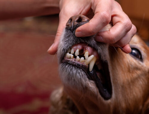 Consequences of Not Getting Regular Dental Care for Pets