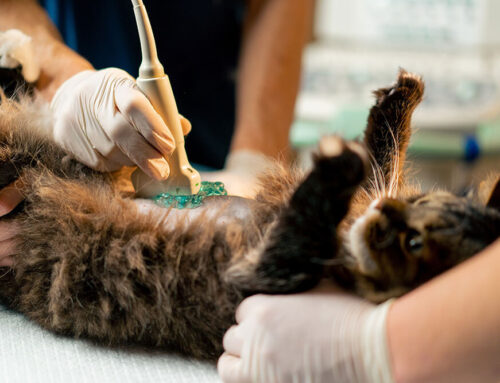 Understanding Pyometra: Why Emergency Surgery Can Save Your Pet’s Life