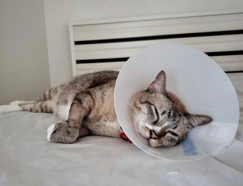 Common Aging Cat Diseases: Symptoms to Watch For