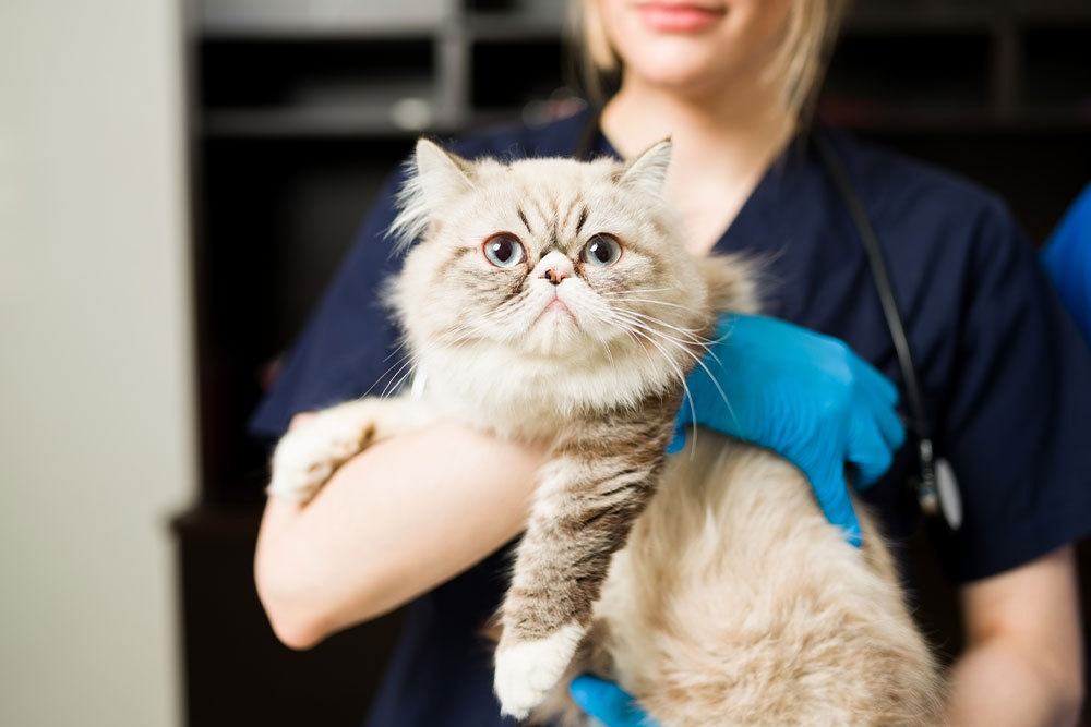 A domestic cat sitting on a veterinary clinic examination table while being examined by a vet.