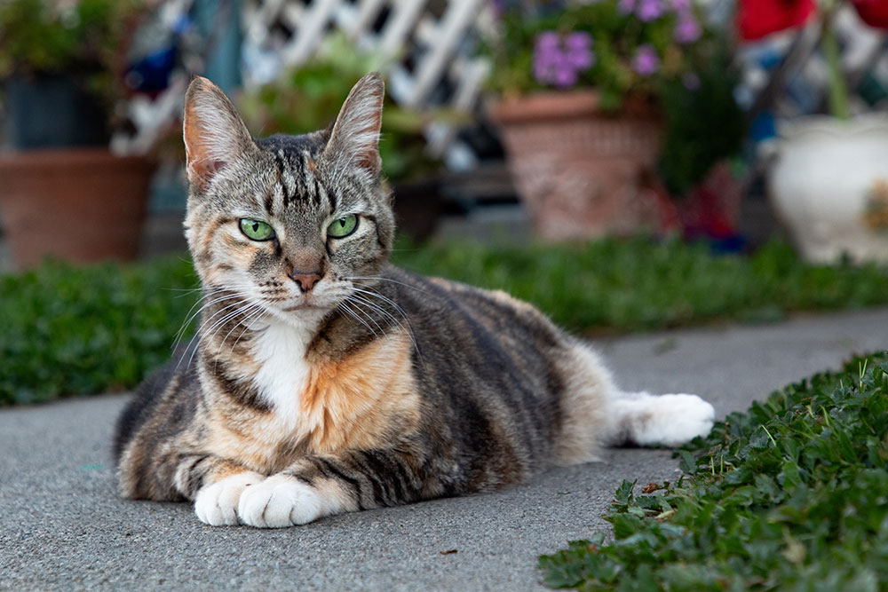Short-haired tabby cat lying on a paved path outdoors, appearing lean and well-balanced, illustrating an ideal feline body condition score.