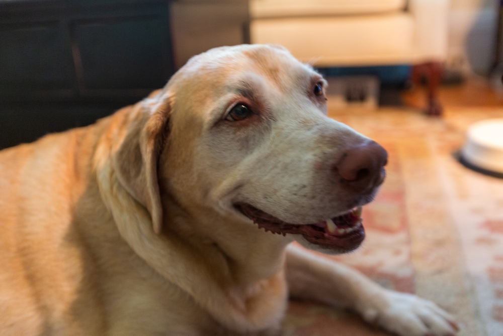 Senior yellow Lab dog with a slight smile and open mouth resting on a patterned rug.