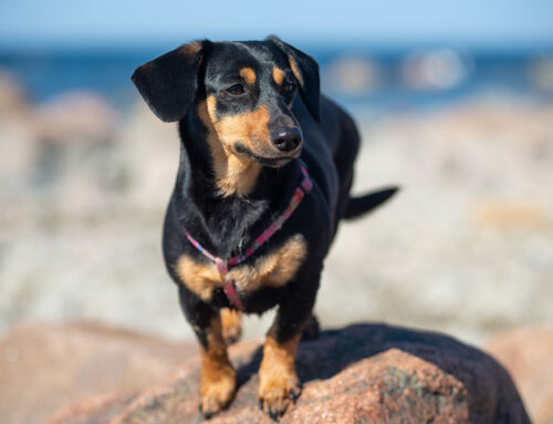 Body Condition Score: How to Score and Why It Matters