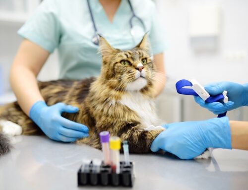 Auto-Immune blood diseases