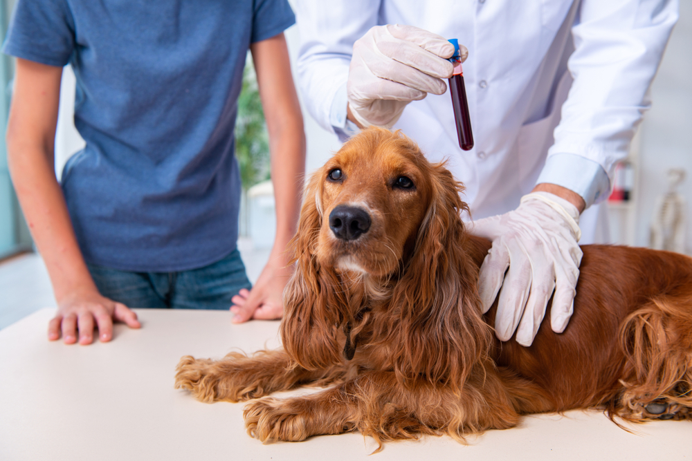Vet doctor performing wellness check on a Golden Retriever dog.