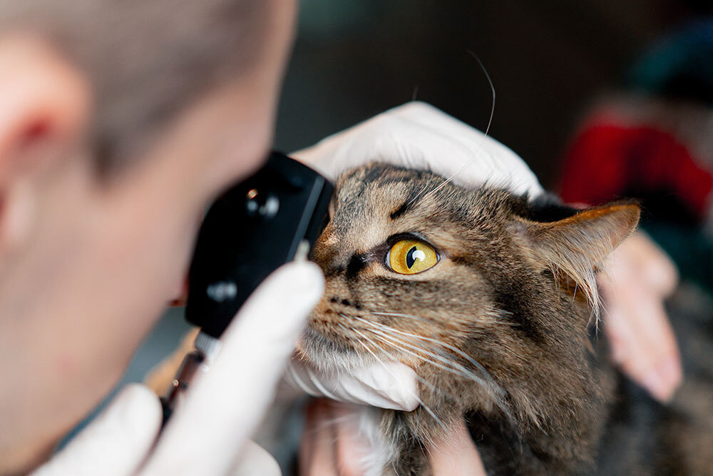 A veterinarian using an ophthalmoscope to examine a tabby cat's eye.
