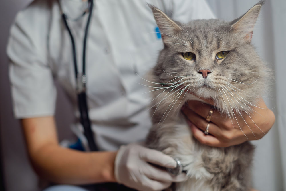 A veterinarian wearing white gloves uses a stethoscope to check the heart of a large grey Maine Coon cat.