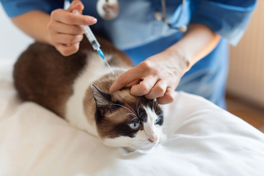 Veterinarian in blue scrubs gently holding a cat while administering an injection with a syringe during a clinic visit.