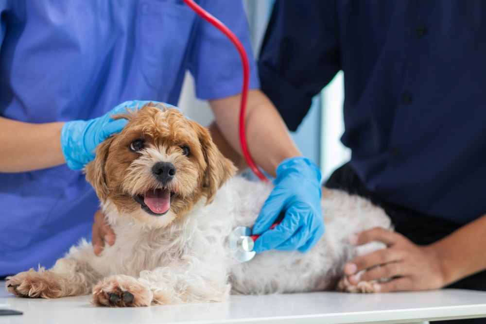 A veterinarian in blue gloves using a red stethoscope to check a small fluffy dog's heartbeat on a clinic table.