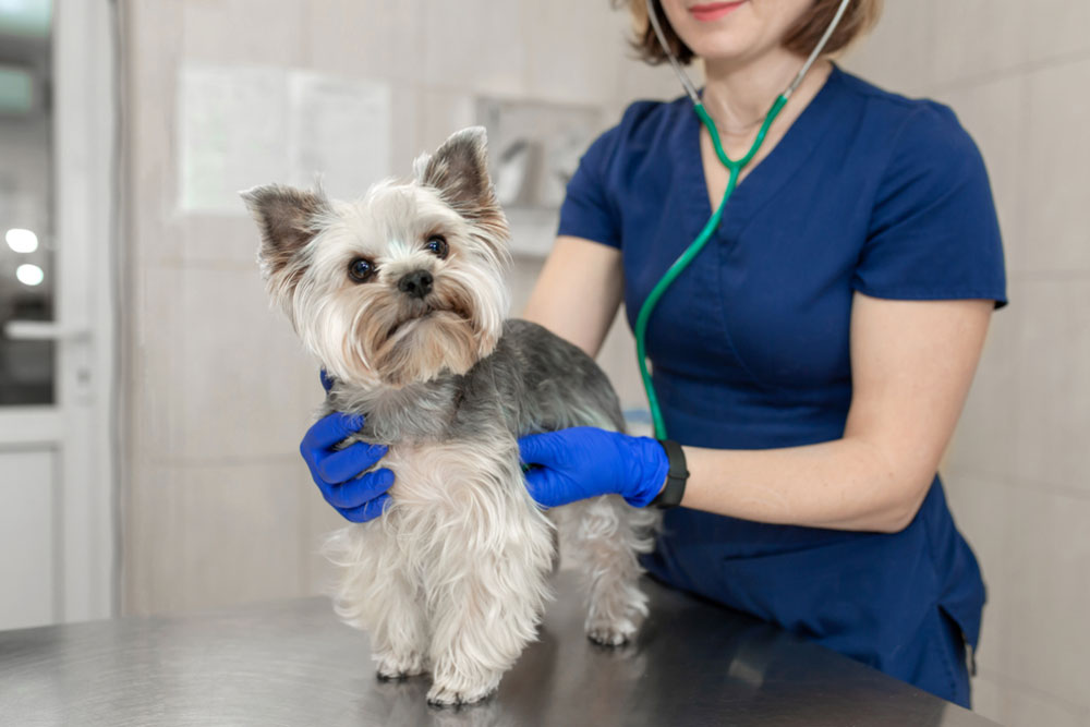 A small Yorkshire Terrier stands on a metal exam table while a veterinarian in blue scrubs uses a stethoscope to check its heart and lung health.