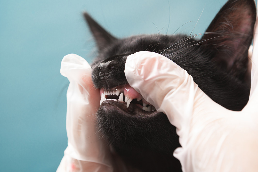 Vet examining a cat’s teeth and gums during a routine feline dental check-up.