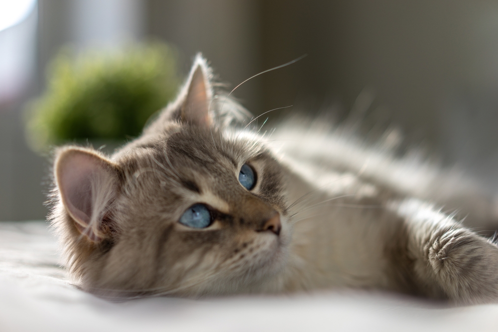 A fluffy light-brown kitten with striking blue eyes lies stretched out on a soft white surface, looking calmly toward the camera with one paw extended, while a softly blurred indoor background and a small green plant appear behind it.