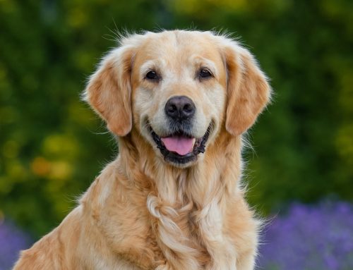 Choosing Pet Insurance: What’s Covered and How to Compare