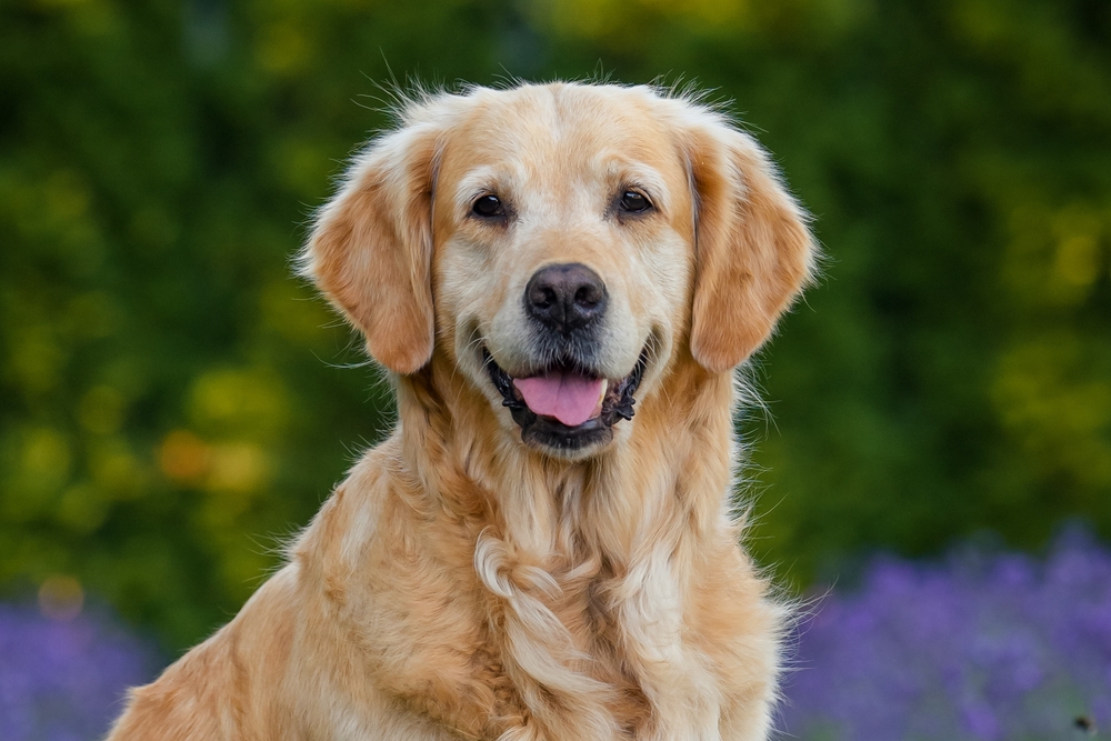 A golden retriever sitting outdoors with a blurred green and purple background, looking at the camera with its tongue out.