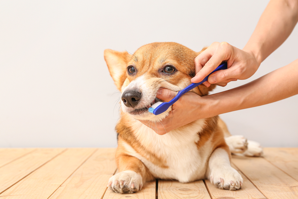 Using dental wipes on a dog’s teeth to remove plaque and maintain pet oral hygiene at home.