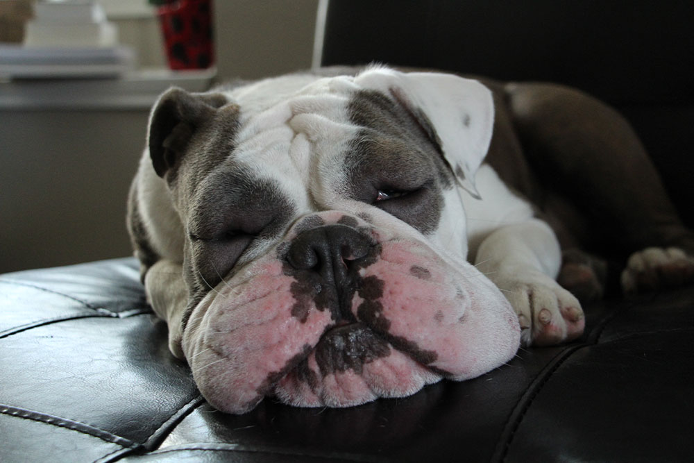 English Bulldog with its head resting on a surface, looking downcast or sleeping with closed or half-closed eyes