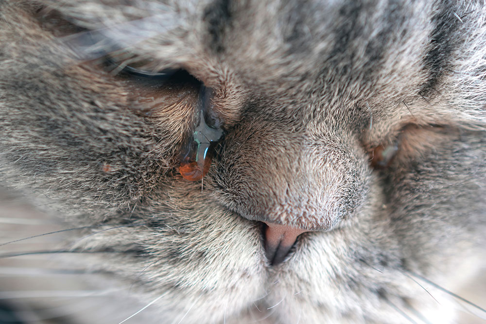 grey Persian cat’s face, with a prominent tear rolling from its eye