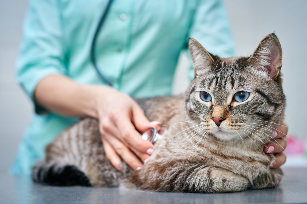 A blue-eyed tabby cat lies on a veterinary exam table while a person gently holds it and uses a stethoscope to listen to its chest; the cat appears calm and relaxed.