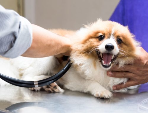 Congestive Heart Failure: What Owners Should Watch For at Home