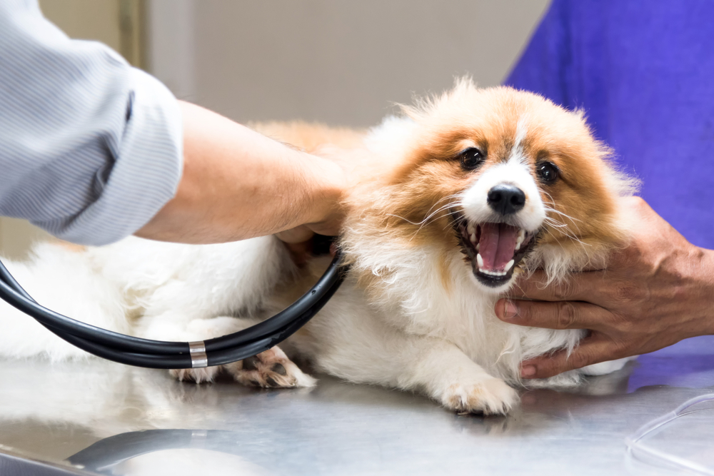 A fluffy brown-and-white dog sits on a veterinary exam table while two people gently hold it and use a stethoscope to check its health; the dog appears relaxed with its mouth open.