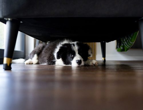 Noise Phobias Beyond Fireworks: Thunderstorms, Appliances, and Solutions