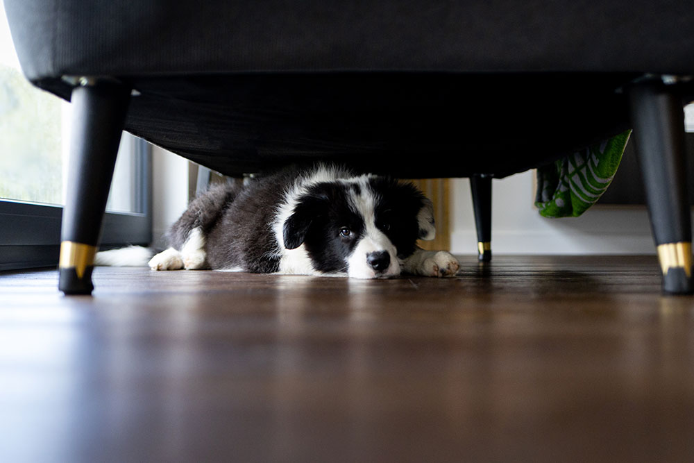 Puppy hiding under couch from loud thunder and appliance noise phobia.