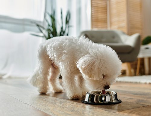 Calorie Calculators for Dogs & Cats: Feeding the Right Amount