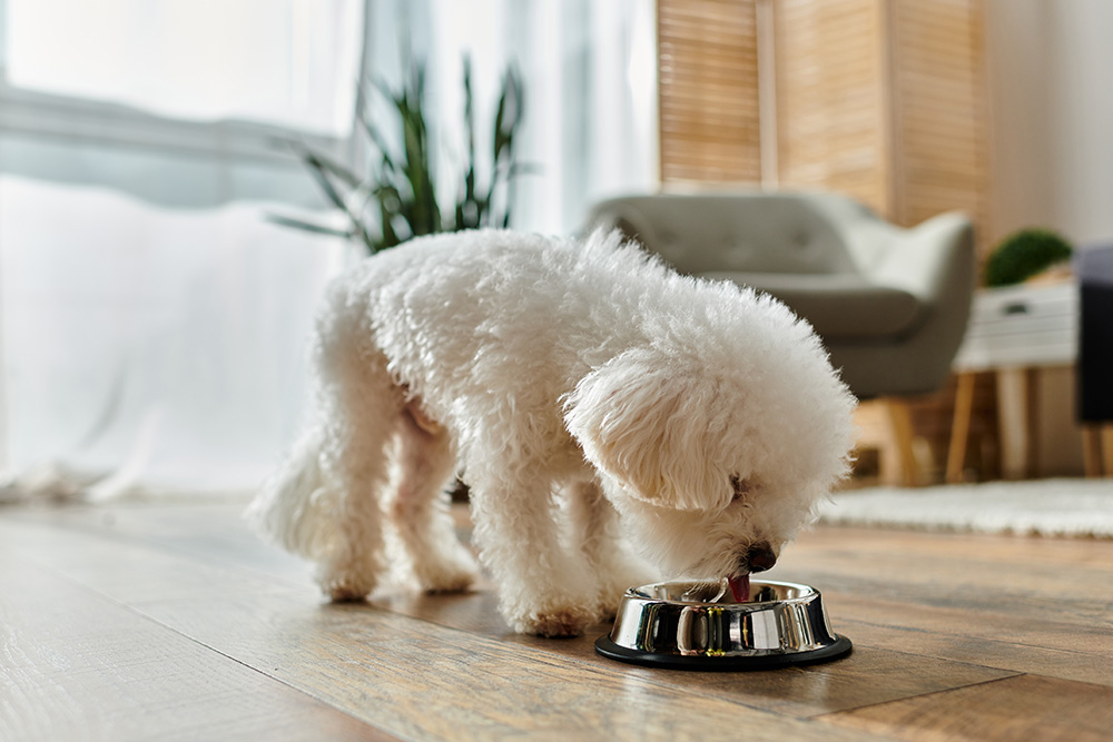 A small, fluffy white Bichon Frise stands on a hardwood floor in a bright living room, lowered to eat or drink from a polished stainless steel pet bowl.