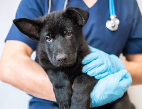 What Costs to Expect When Your Pet Needs Urgent Care in Austin