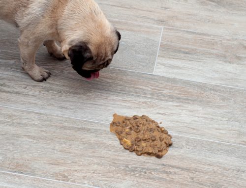 Chronic Vomiting: From Food Trials to GI Biopsy