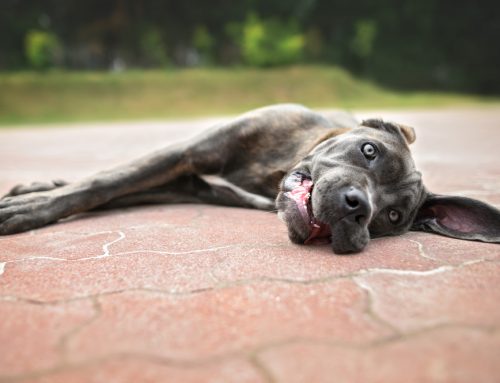 Should You Cool Your Pet First or Rush to the Vet? How to Handle Overheating