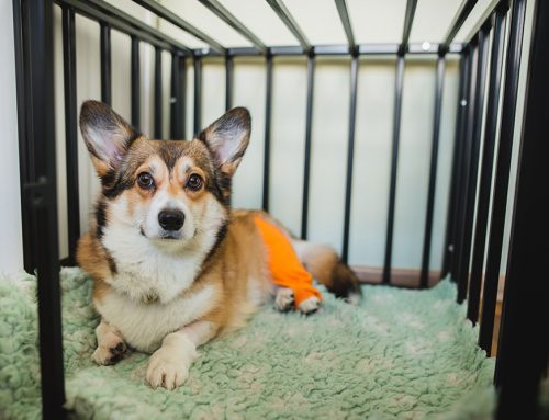 Does Every Torn Cruciate Ligament in Dogs Need Surgery?