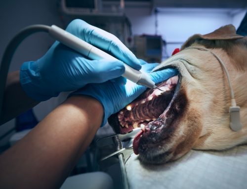 Does My Dog’s Dental Disease Actually Affect Their Heart?