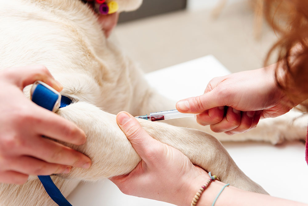 Veterinarian administering a routine vaccination to a dog during a preventive wellness visit at a veterinary clinic.