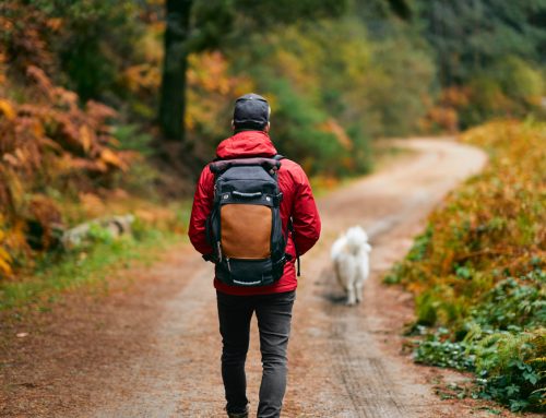 What Texas Trail Hazards Actually Land Dogs at the Vet After a Hike?