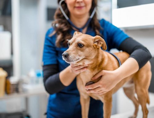 When a Lymph Node Is Enlarged, What Is Your Pet’s Body Telling You?